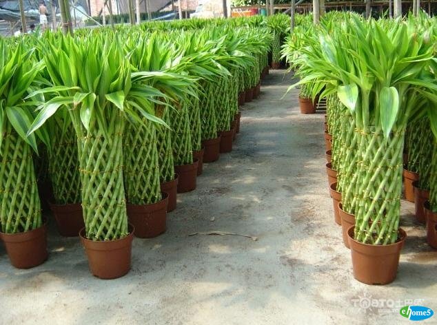 辦公室綠植 辦公室綠植